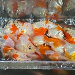 金魚　玉サバ　6から7センチ　1匹からの画像