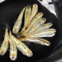 〈現物出品〉極上　シャンパンゴールド　5ペアセット　♂5 ♀5+おまけ♀1 〈種親クラス〉の画像