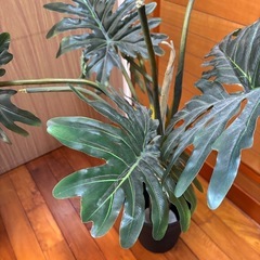 観葉植物の画像
