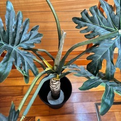 観葉植物の画像