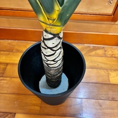 観葉植物の画像