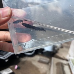 飛鳥メダカ様ジブアF1  オス1 メス2の画像
