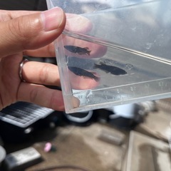 飛鳥メダカ様ジブアF1  オス1 メス2の画像