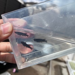 飛鳥メダカ様ジブアF1  オス1 メス2の画像