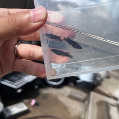 飛鳥メダカ様ジブアF1  オス1 メス2の画像