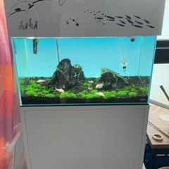 値相談可能)淡水水槽フルセット出品  大阪受け取り限定 の画像