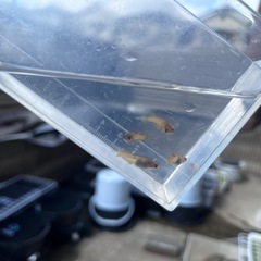 めだか　チャチャめだか様和墨ガジャ2ペアの画像