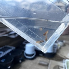 めだか　チャチャめだか様和墨ガジャ2ペアの画像