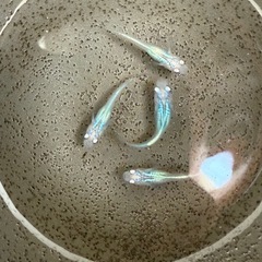 めだか　しずく　4匹の画像