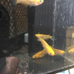 めだか五式タイプＲGODメダカの画像