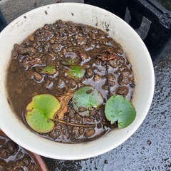 蓮子と睡蓮の画像