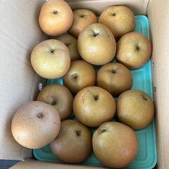 完売しました。下妻産豊水梨　大きいサイズ１５個の画像