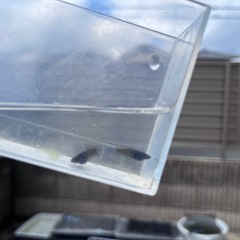 めだか　西郷めだか様　號（改）F1 1ペアの画像