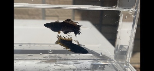 めだか　西郷めだか様　號（改）F1 1ペア