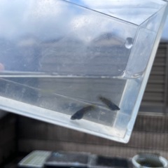 めだか　西郷めだか様　號（改）F1 1ペアの画像