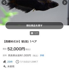 めだか　西郷めだか様　號（改）F1 1ペアの画像