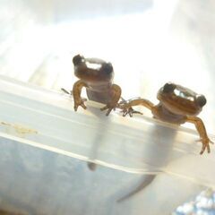 【えぞさんしょううお第15弾】6cmぐらいの餌付け済みエゾサンショウウオ　　3匹で♪　>(・＿・)<の画像