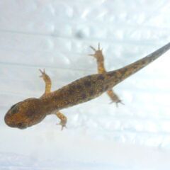 【えぞさんしょううお第15弾】6cmぐらいの餌付け済みエゾサンショウウオ　　3匹で♪　>(・＿・)<の画像