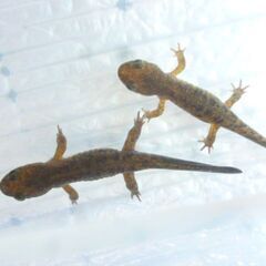 【えぞさんしょううお第15弾】6cmぐらいの餌付け済みエゾサンショウウオ　　3匹で♪　>(・＿・)<の画像