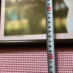 柴犬の額の画像