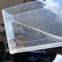 めだか　和墨デザム　チャチャメダカ様ブリード個体F1の画像