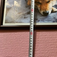 柴犬の額の画像