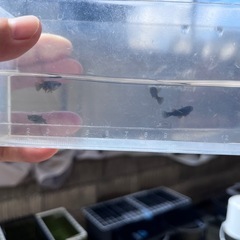 めだか　ジブアメス4 飛鳥メダカ様ブリードF1の画像