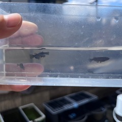 めだか　ジブアメス4 飛鳥メダカ様ブリードF1の画像