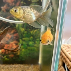 ピンポンパール　金魚の画像