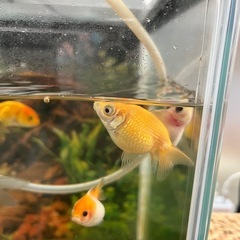 ピンポンパール　金魚の画像