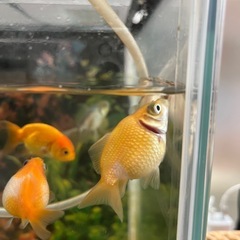 ピンポンパール　金魚の画像