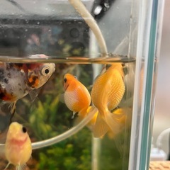 ピンポンパール　金魚の画像