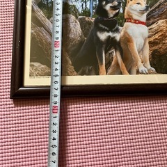 柴犬の額の画像