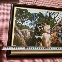 柴犬の額の画像