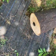 クロキの伐採幹の画像