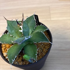 アガベの画像