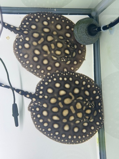 有名血統極上ダイヤモンドポルカベビー　ペア