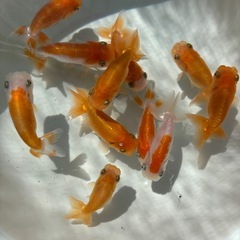 金魚 ★らんちゅう 当歳★ ☆6～8cm☆ 素赤1匹100円 更紗1匹200円の画像