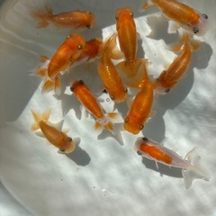 金魚 ★らんちゅう 当歳★ ☆6～8cm☆ 素赤1匹100円 更紗1匹200円の画像