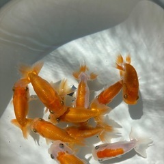 金魚 ★らんちゅう 当歳★ ☆6～8cm☆ 素赤1匹100円 更紗1匹200円の画像