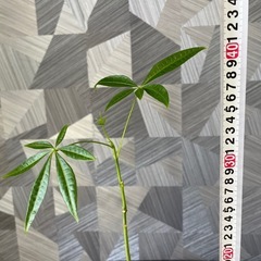 【観葉植物】実生パキラの画像