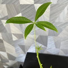 【観葉植物】実生パキラの画像