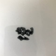 白大皿（楕円）の画像