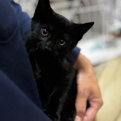 可愛らしい子猫の三兄弟