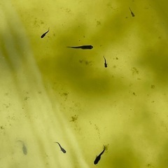 オロチメダカ稚魚10匹の画像