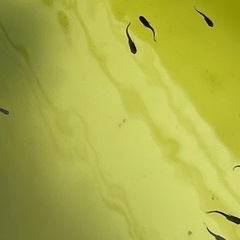 オロチメダカ稚魚10匹の画像