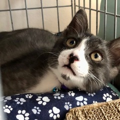 フレンドリーで抱っこもナデナデも大好きです❤︎