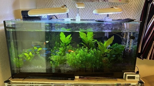 熱帯魚フルセット　写真の水槽の中のもの全て　LED以外はつけます