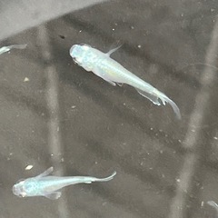 幹之メダカフルボディ鉄仮面10匹の画像