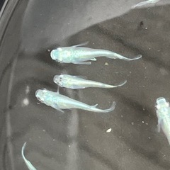 幹之メダカフルボディ鉄仮面10匹の画像